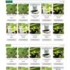 Mẫu web Theme WordPress bán trà xanh